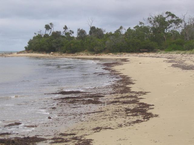 Quiet sandy shoreline backed by coastal bush at Balnarring Beach on the Mornington Peninsula