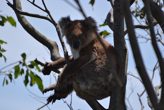 A koala sits in a eucalypt fork against blue sky on French Island in Western Port, Victoria