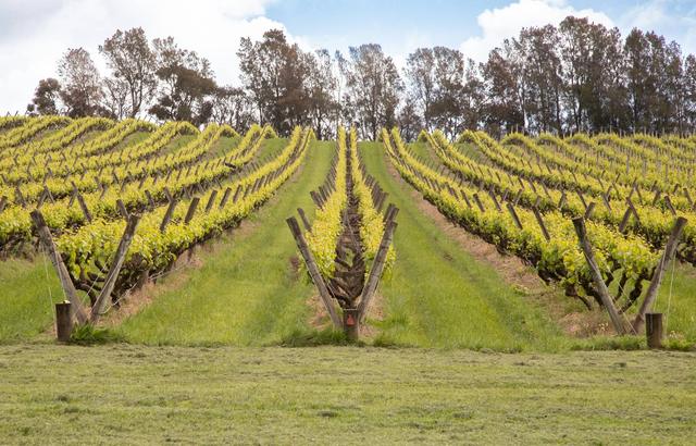 Rows of grape vines in fresh spring growth under tall gums in a vineyard at Red Hill, Mornington Peninsula
